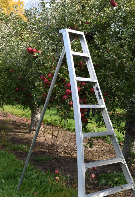 Orchard Ladders